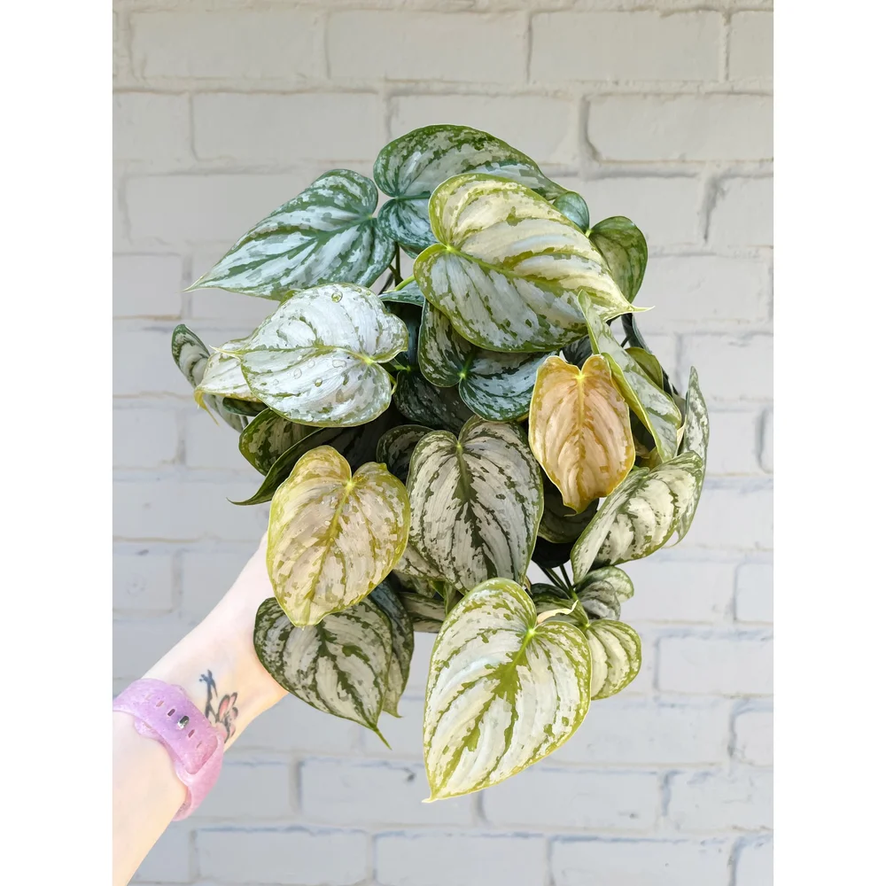 big snake plant for sale Laurentii Snake Plant