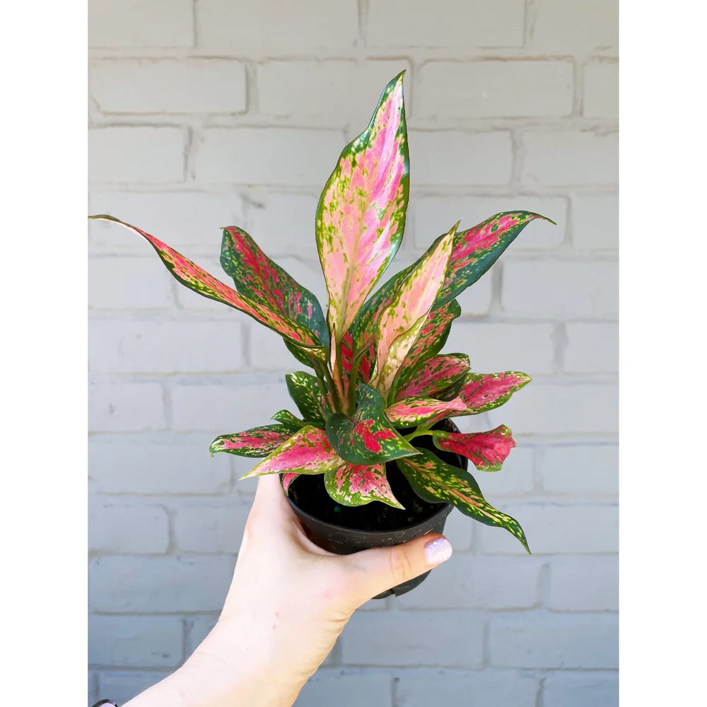 その他観葉植物 2 Aglaonema Medusa fit=scale-down,w=1200