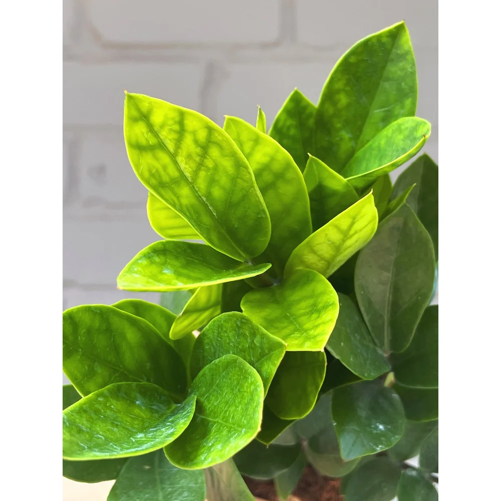 Zamioculcas Zamiifolia 'ZZ Plant' — Stayin' Alive Succulents