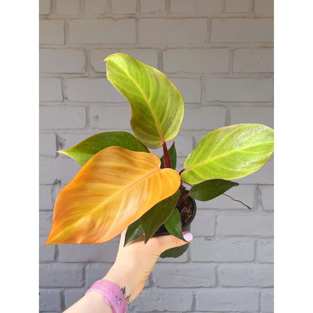 manjula pothos for sale 4" Pothos 'Manjula'  Canopy Plant Co