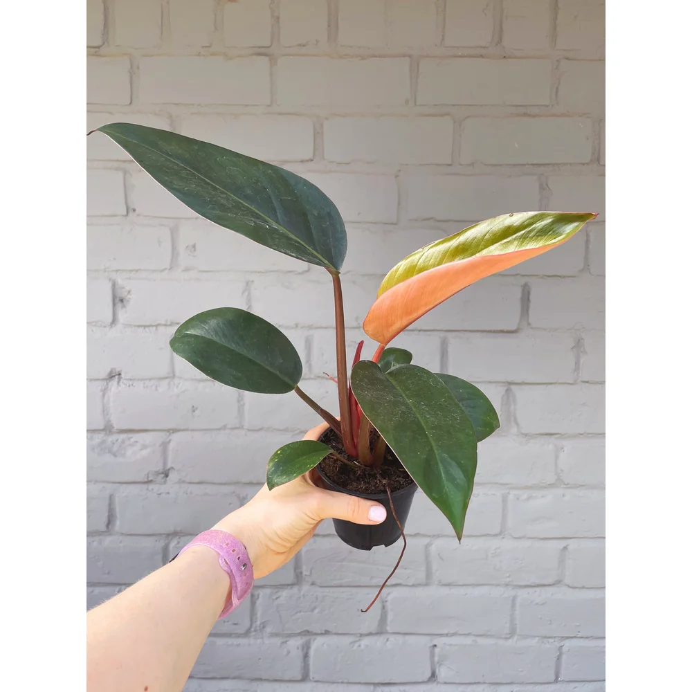 Philodendron 'Black Cardinal'  Stayin' Alive Succulents