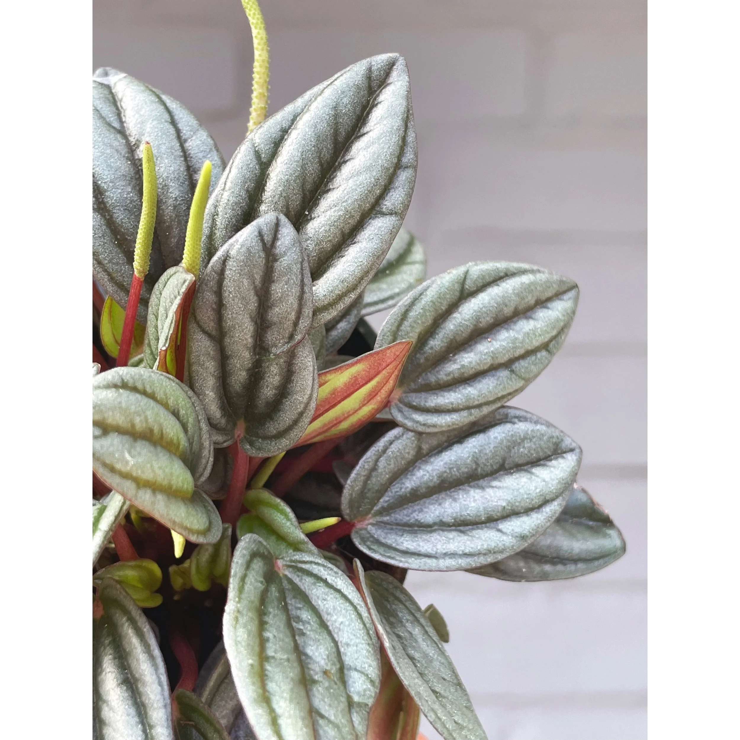 Peperomia 'Pearl'