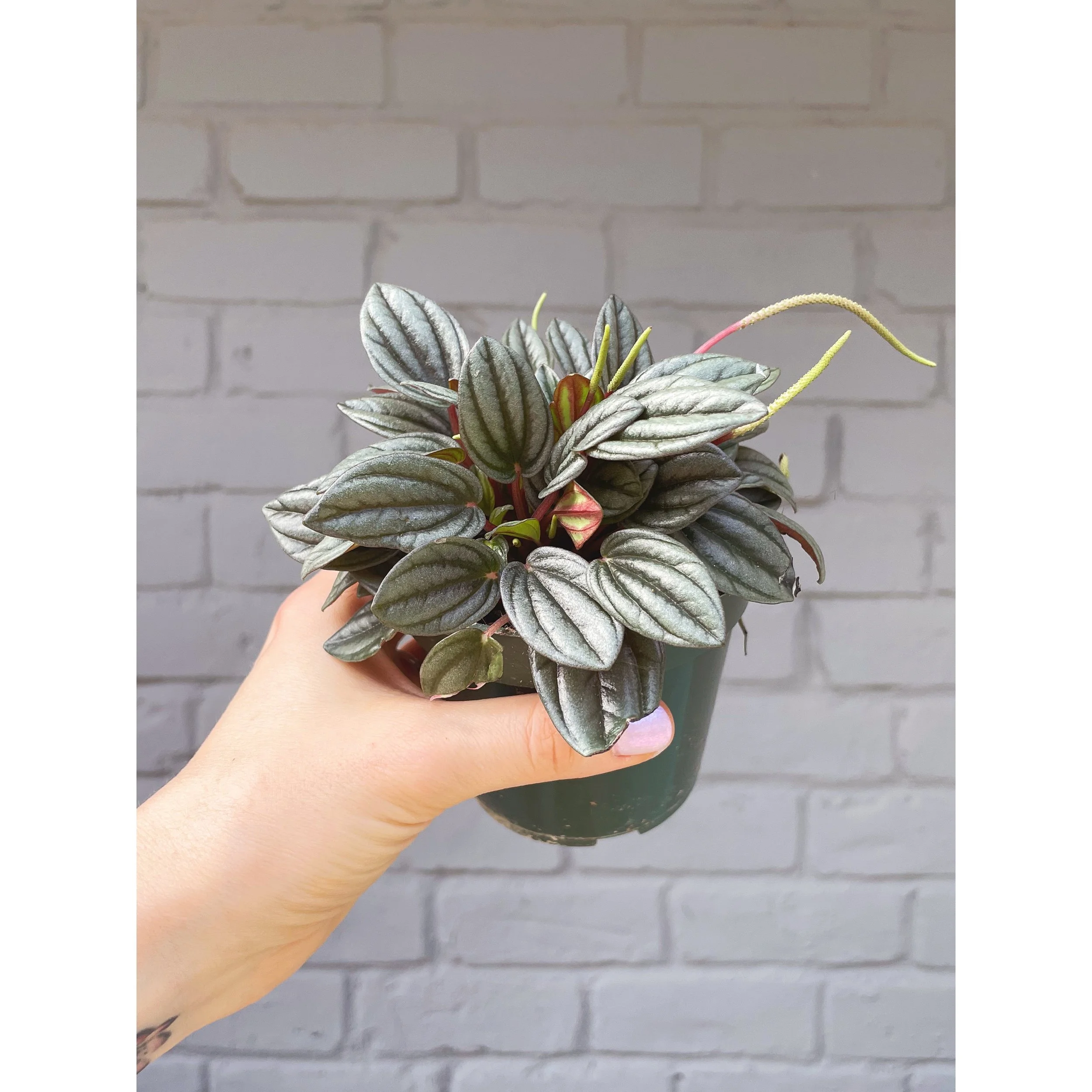 Peperomia 'Pearl'