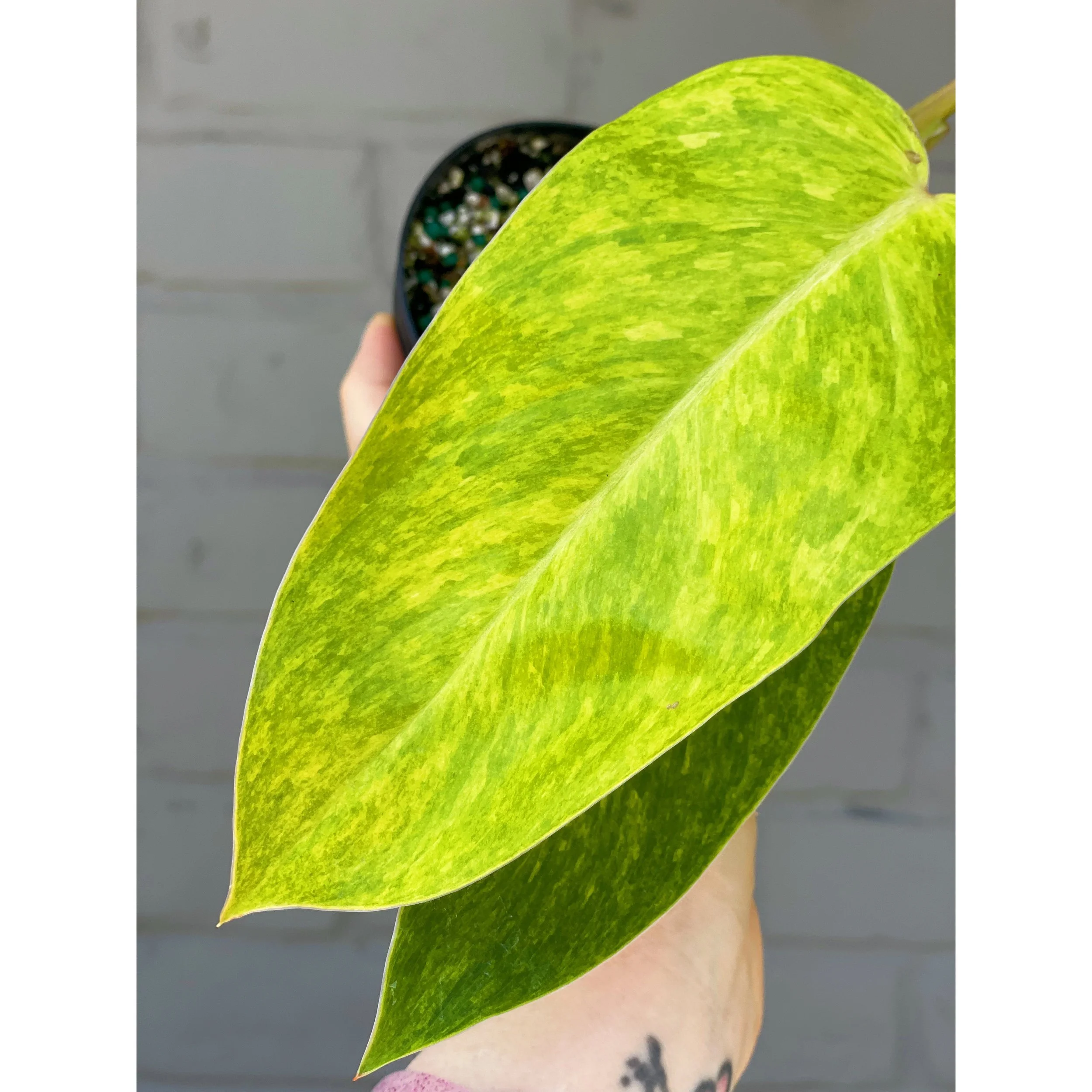 Philodendron 'Painted Lady'