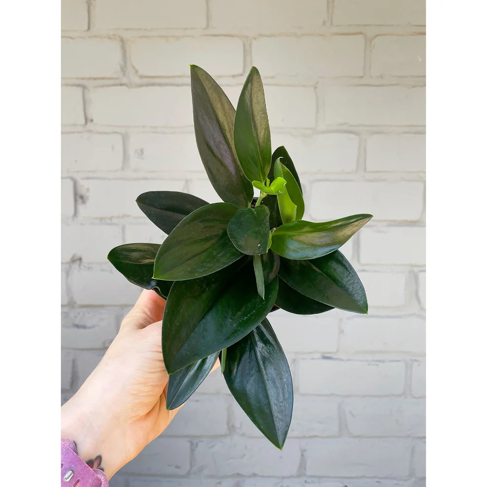 スキンダプサス Scindapsus treubii ‘Dark Yellow’ Scindapsus Treubii Dark Form Variegated 4” with Trellis – Rare