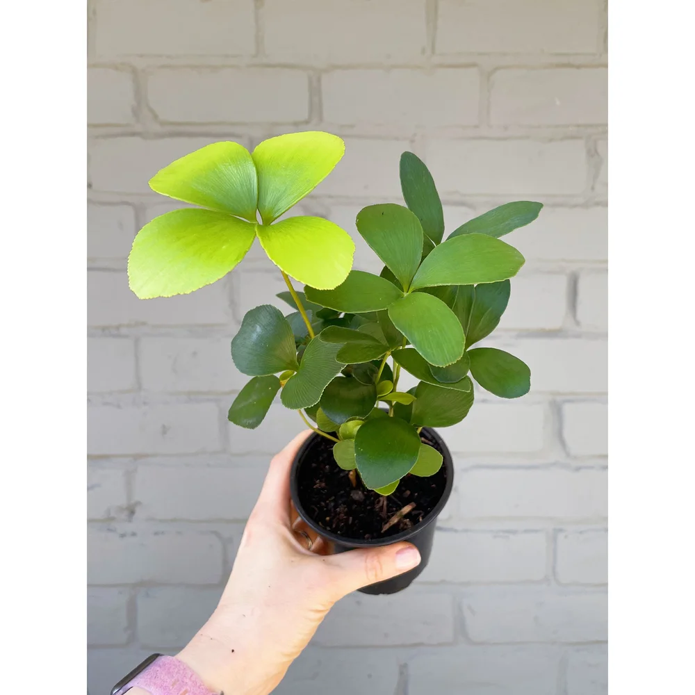 Zamia Furfuracea aka Cardboard Palm 4