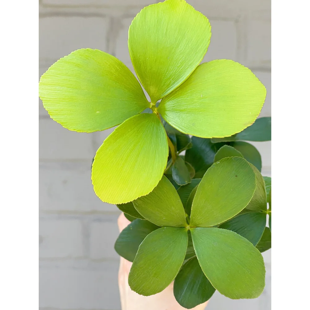 Zamia Furfuracea aka Cardboard Palm 4