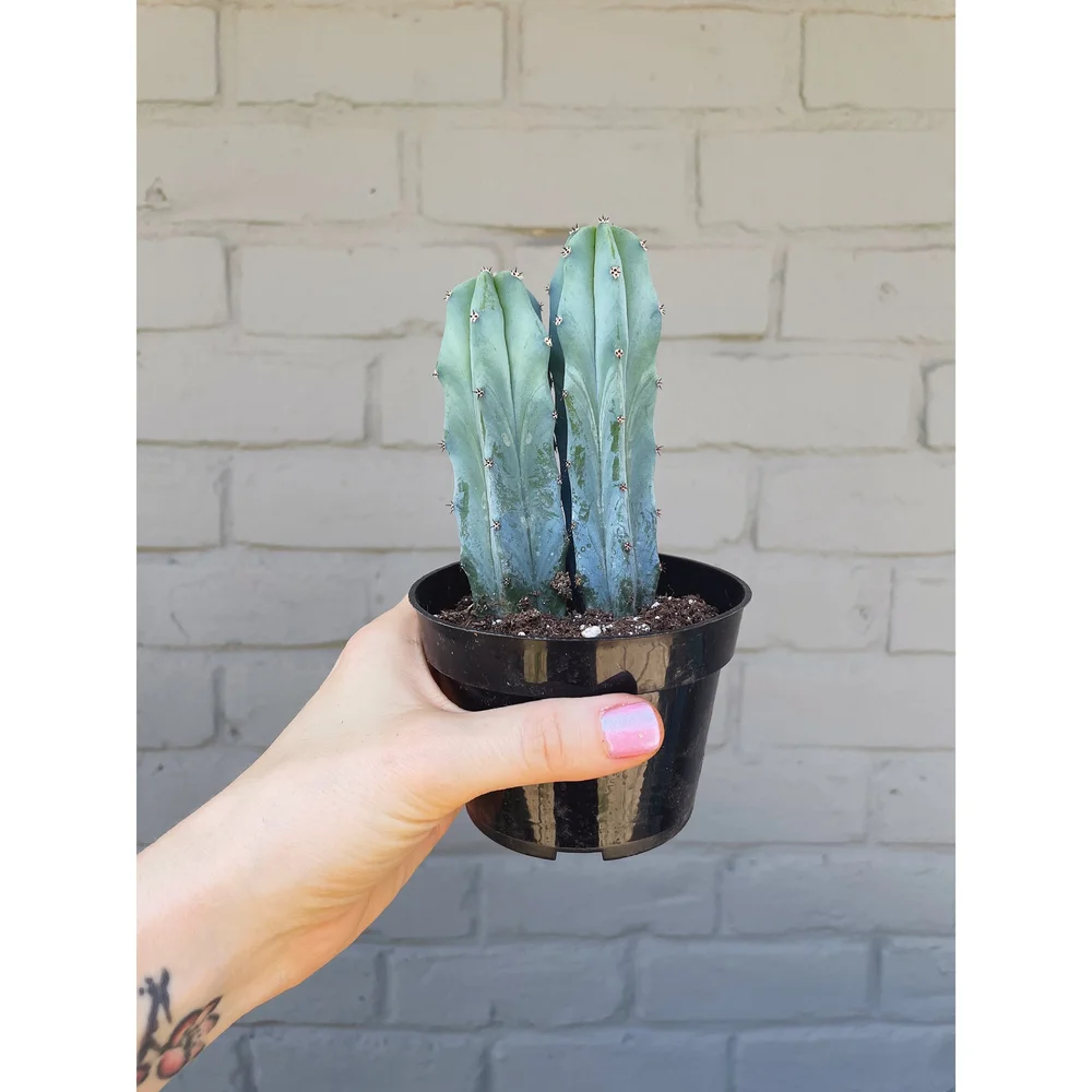 Myrtillocactus Geometrizans 'Blue Myrtle' Cactus  Stayin' Alive Succulents