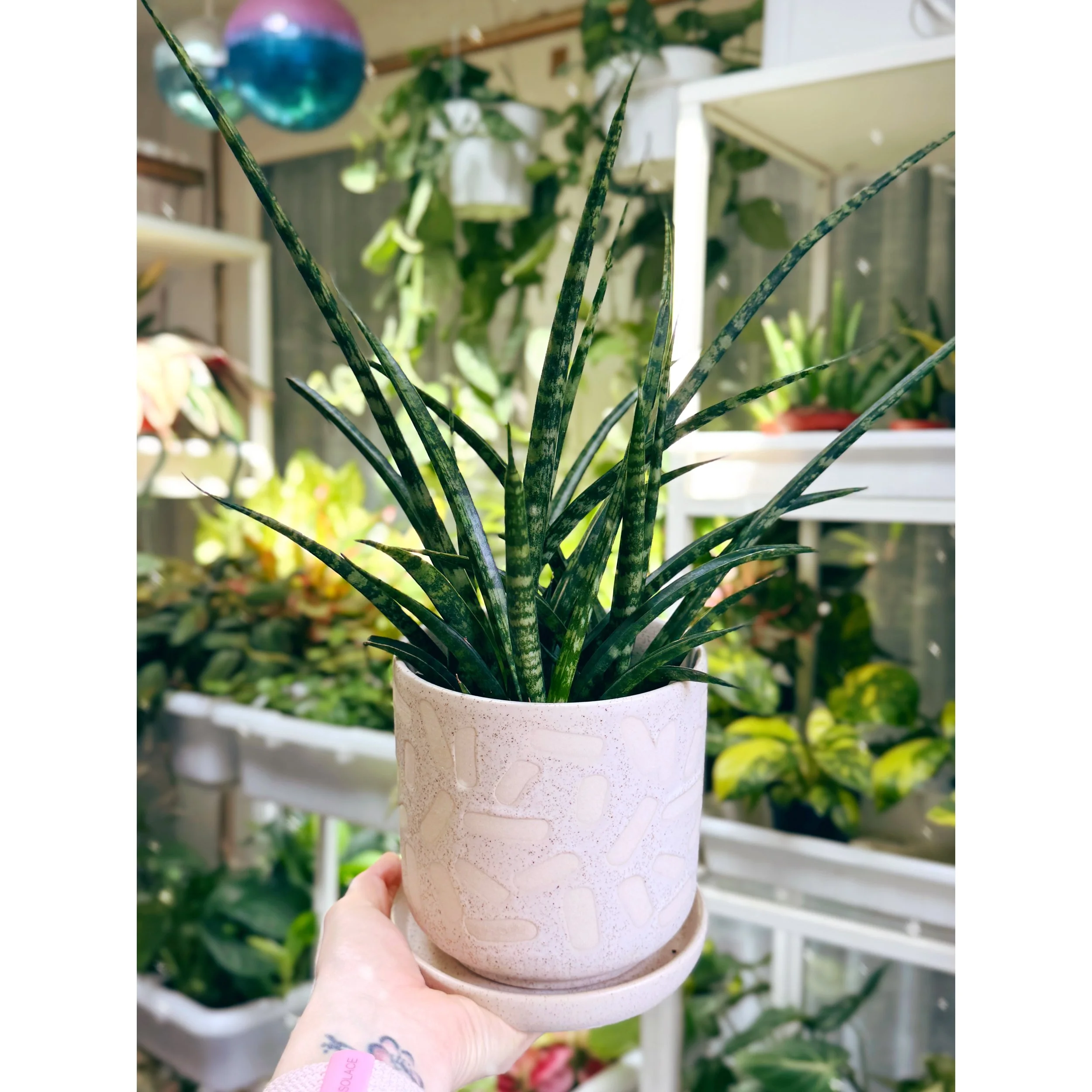 Sansevieria 'Fernwood Mikado' in 5" Cream Confetti Planter