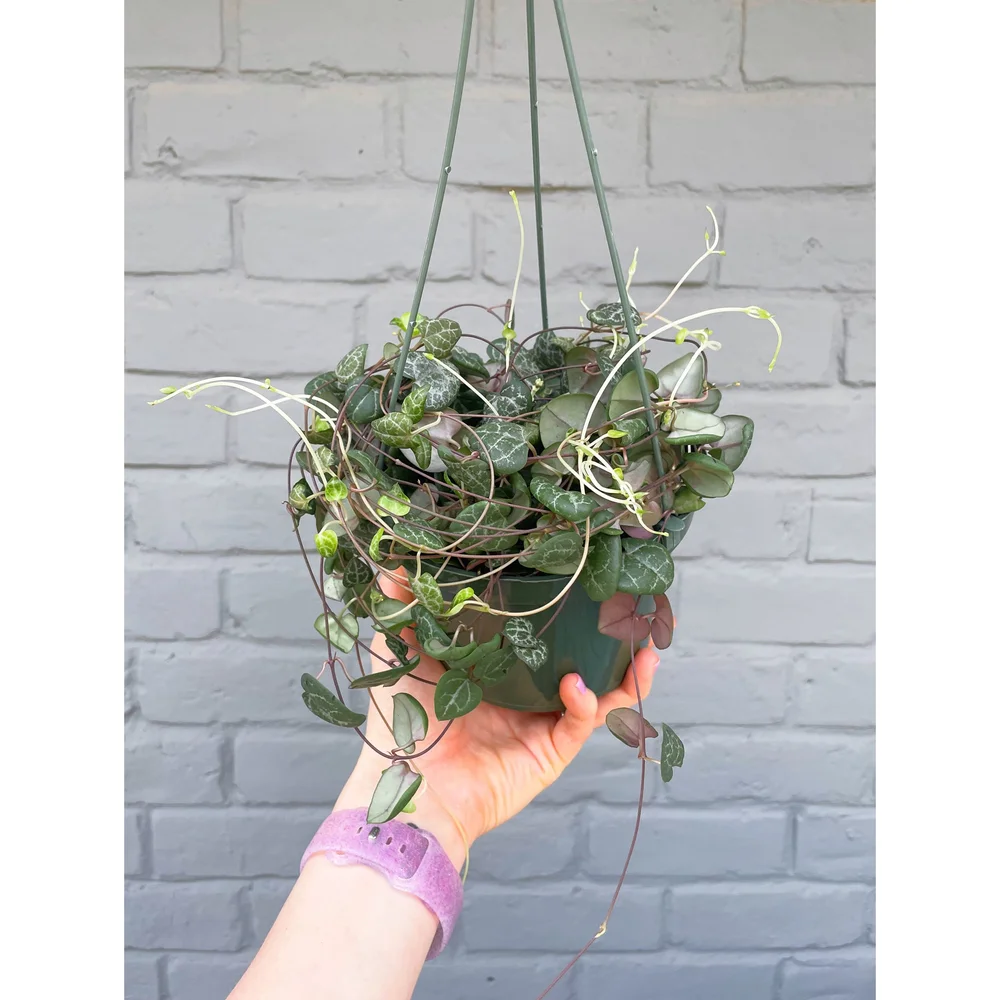 Ceropegia Woodii 'String of Hearts' 6