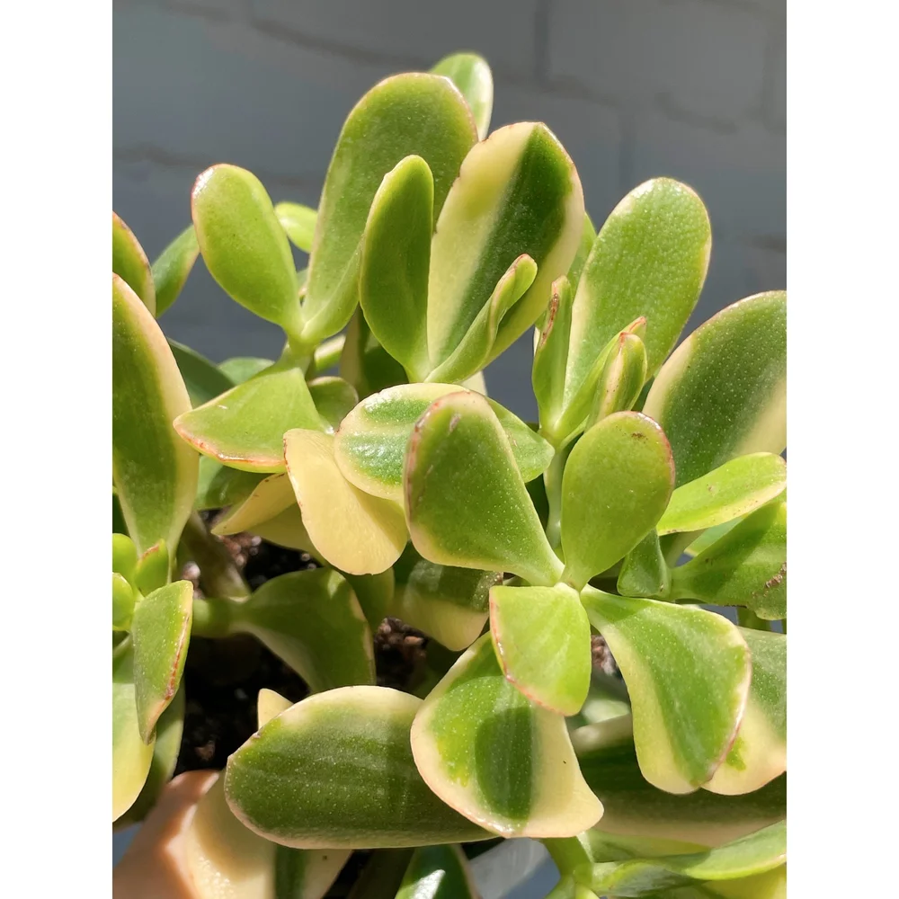 Crassula Ovata 'Lemon and Lime' Variegated Jade 4"  Stayin' Alive  Succulents