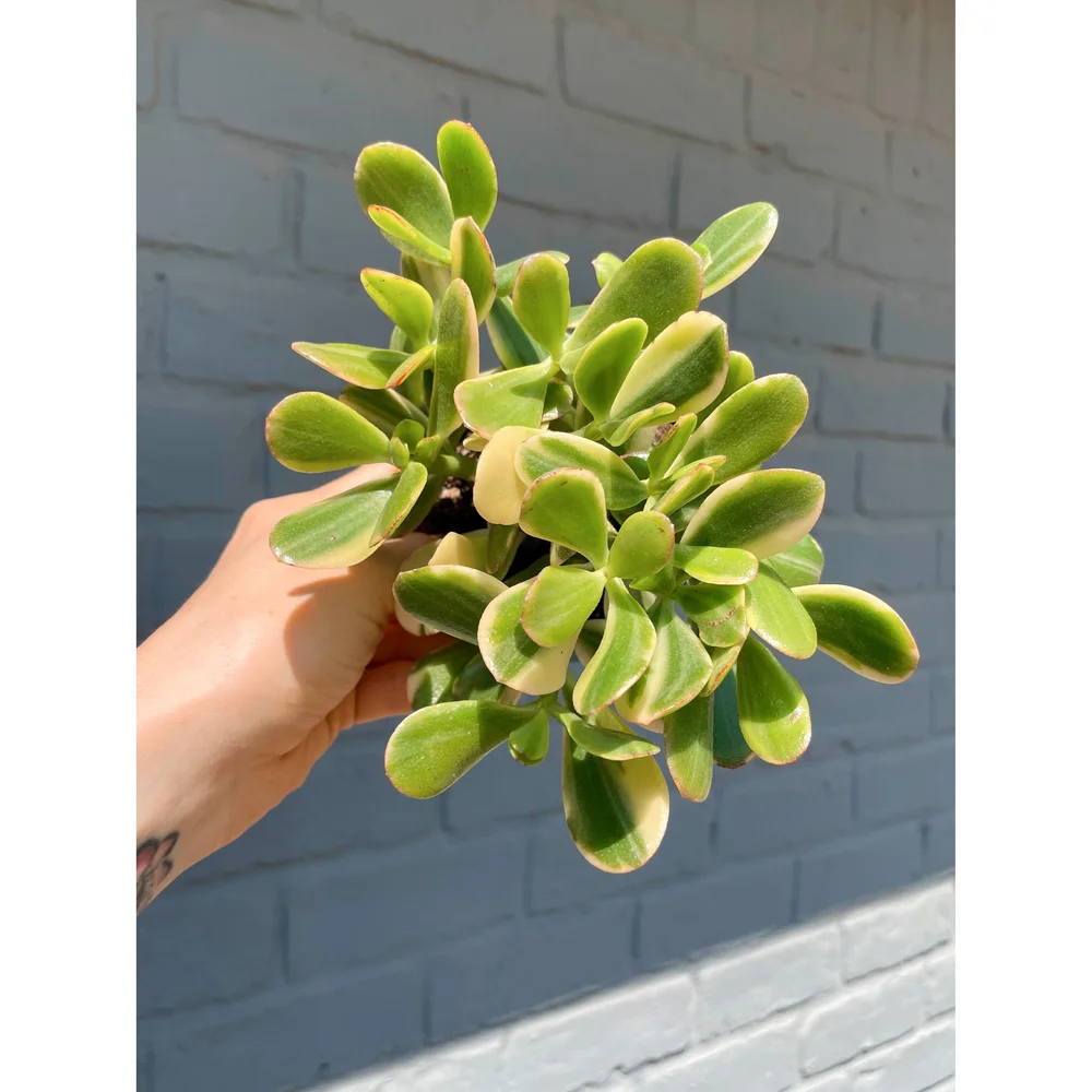 Crassula Ovata 'Lemon and Lime' Variegated Jade 4"  Stayin' Alive  Succulents