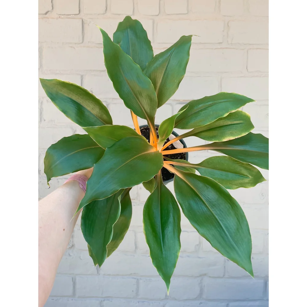 artificial philodendron vine Real Touch Fake Philodendron Hanging Plant