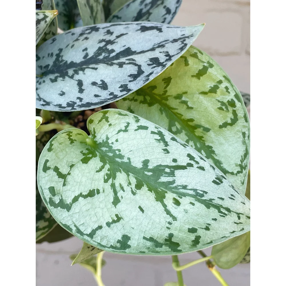 Scindapsus 'Silver Lady' 6