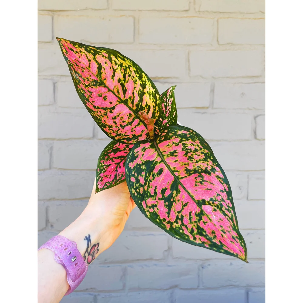 watermelon house plant Peperomia argyreia "Watermelon"