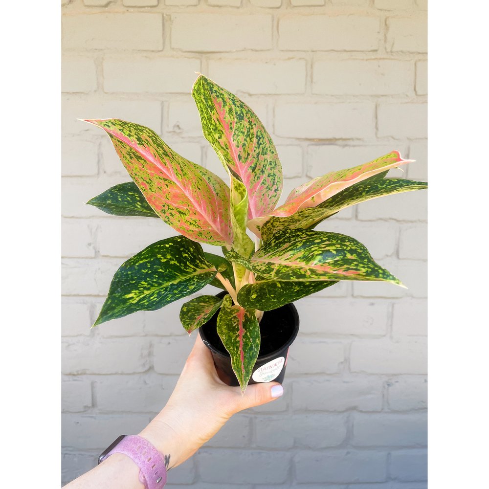 エクセル 　Aglaonema Khum Koonなど Nieuwkoop Europe