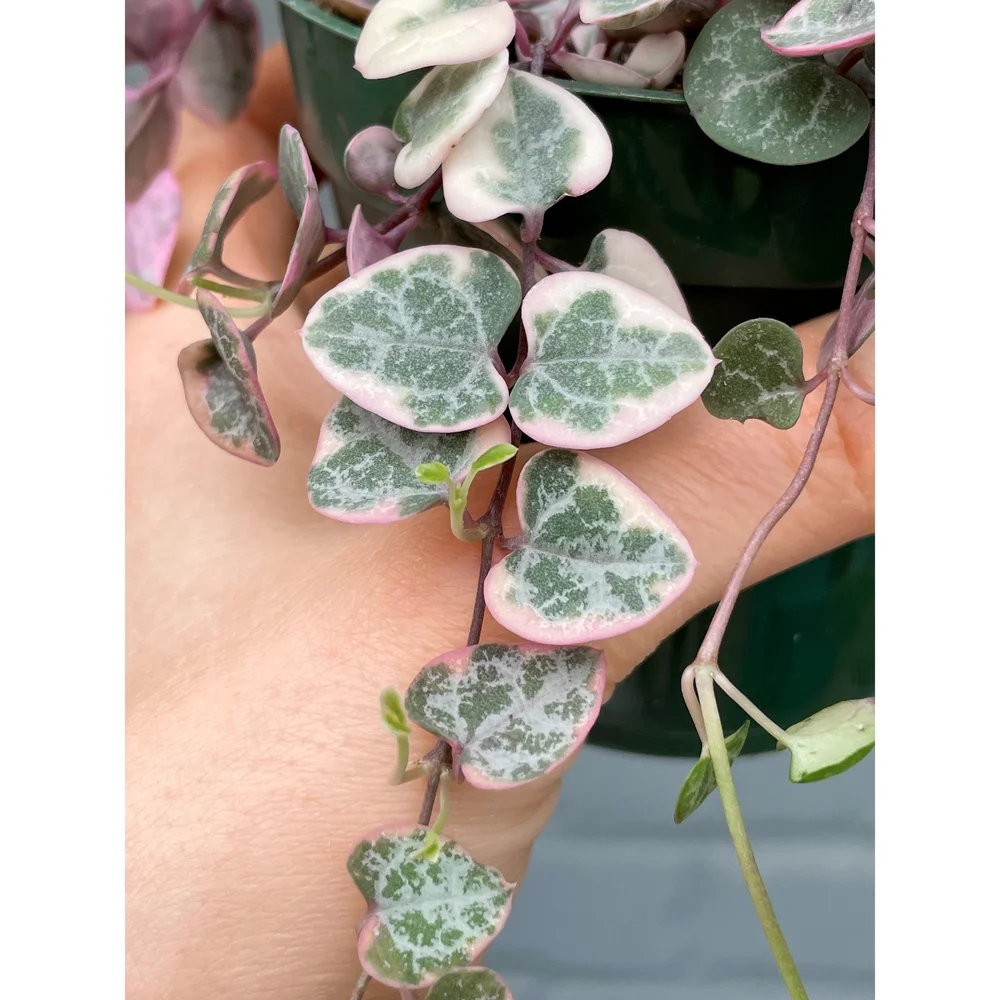 Ceropegia Woodii Variegata 'Variegated String of Hearts' 4