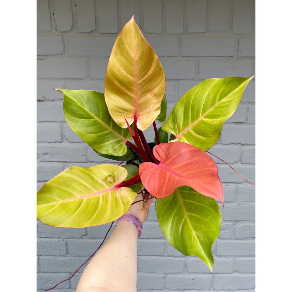 Philodendron 'McColley's Finale' 6"  Stayin' Alive Succulents