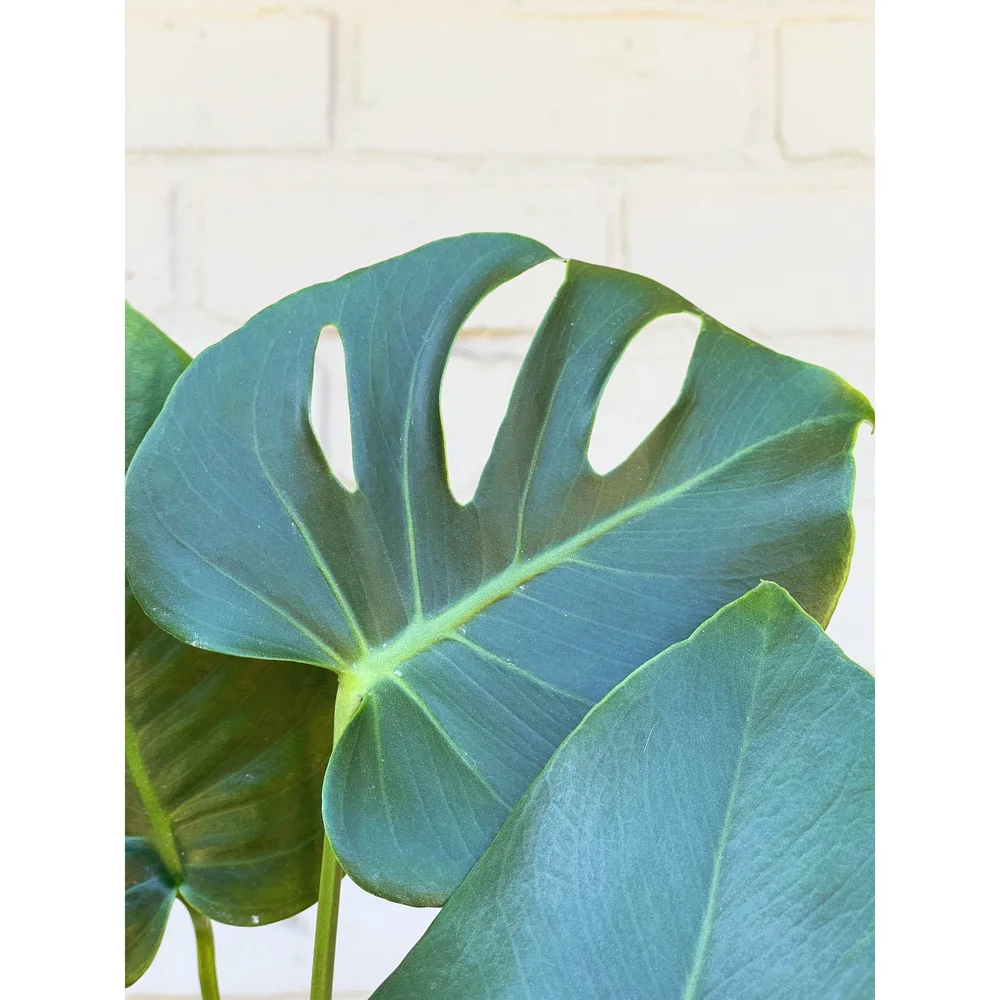 Monstera Deliciosa 6  Stayin' Alive Succulents