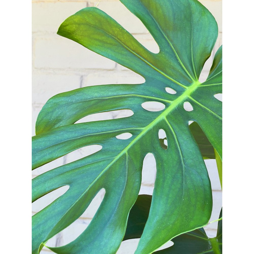 Monstera Deliciosa 6” — Stayin' Alive Succulents