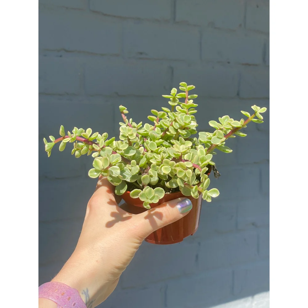 ficus variegata Ficus triangularis variegated  Adplants