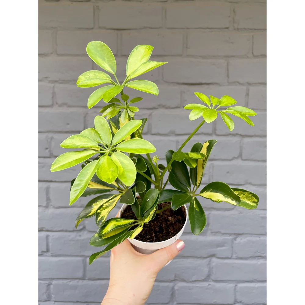 rhododendron star style winterhart Azalea Star Style® 'Star Style™' kaufen – Mein schöner Garten Shop
