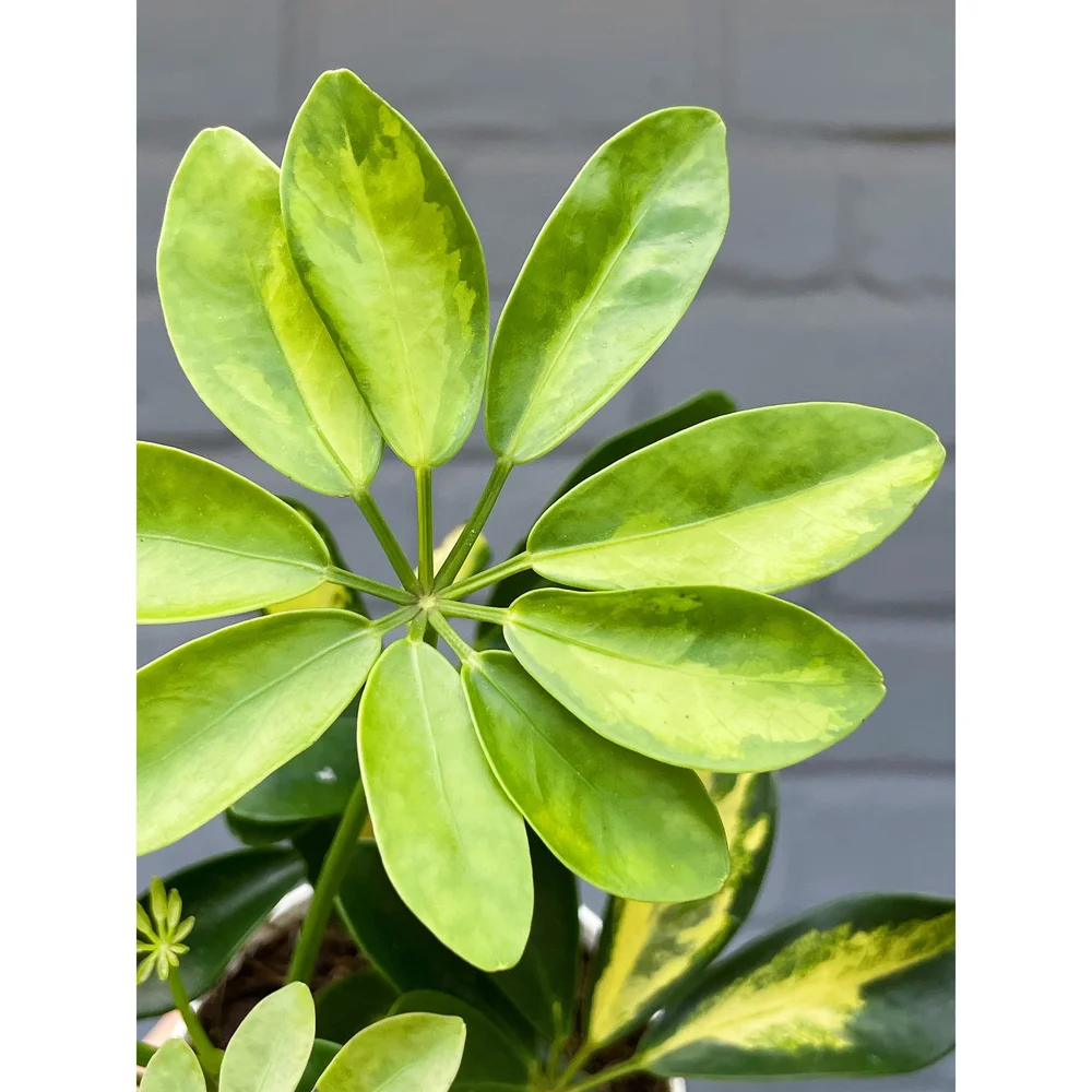 Schefflera Arboricola 'Gold Capella' (Umbrella Plant) 4"  Stayin' Alive  Succulents