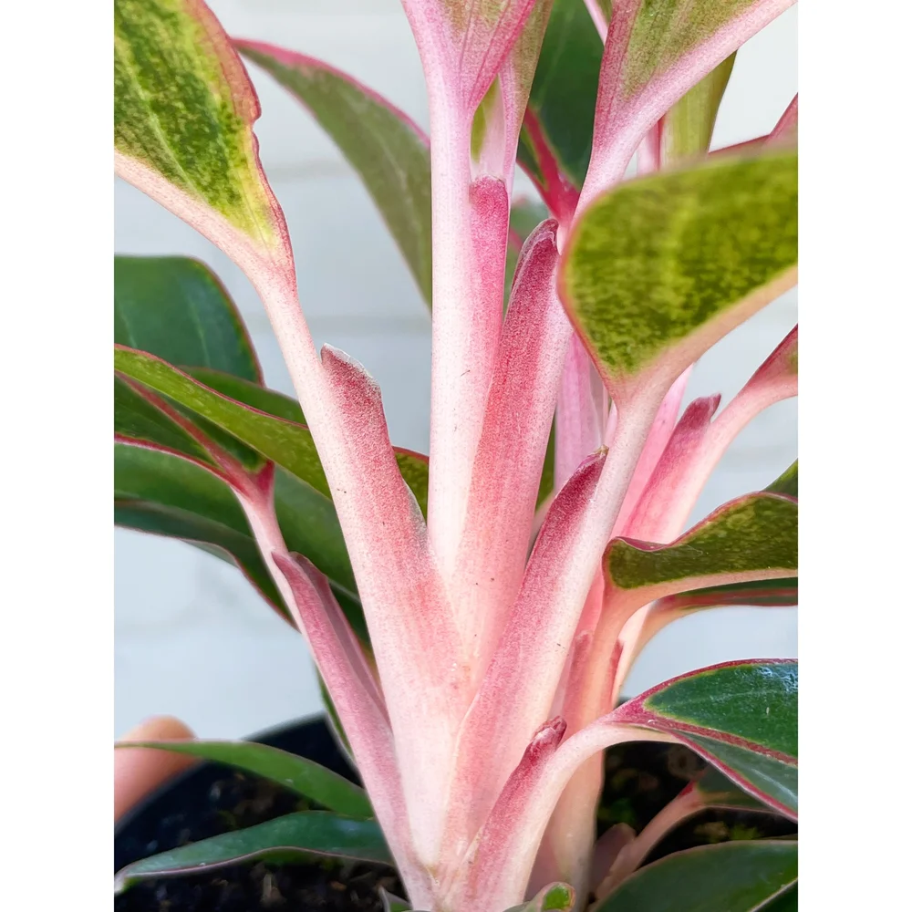 spike dracaena plant care Dracaena 
