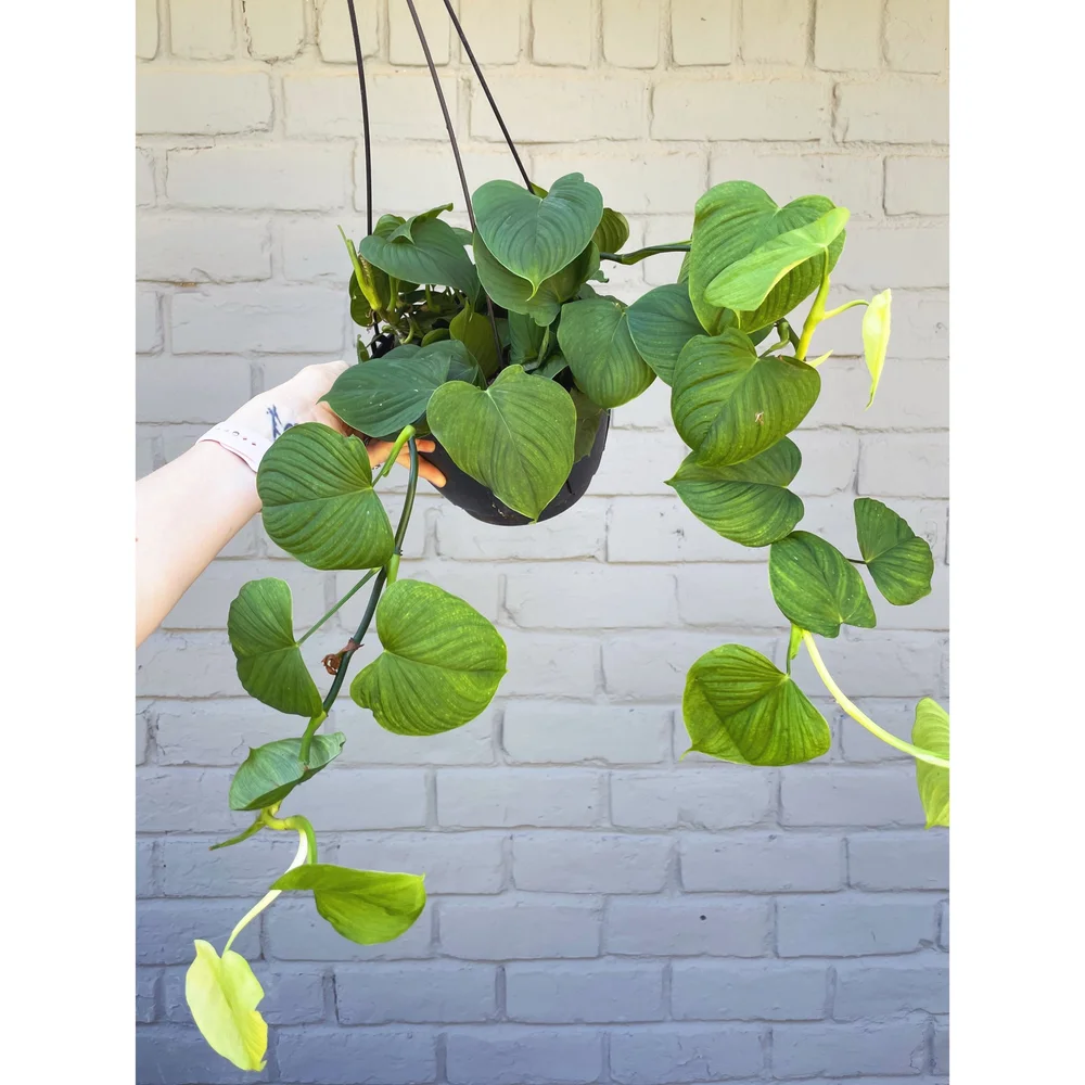 Philodendron Fibraecataphyllum 'Peru' 8" HB  Stayin' Alive Succulents