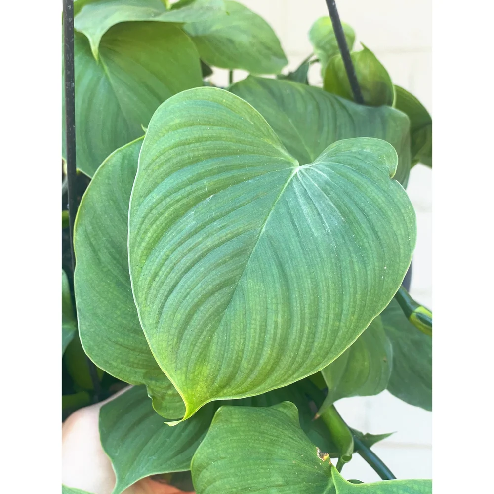 citrus lemon plant Harvey Lemon (Citrus × pyriformis)