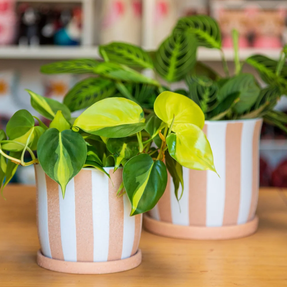 Andreas Pot - Peach and White Vertical Striped Planter 5" and 7"  Stayin'  Alive Succulents