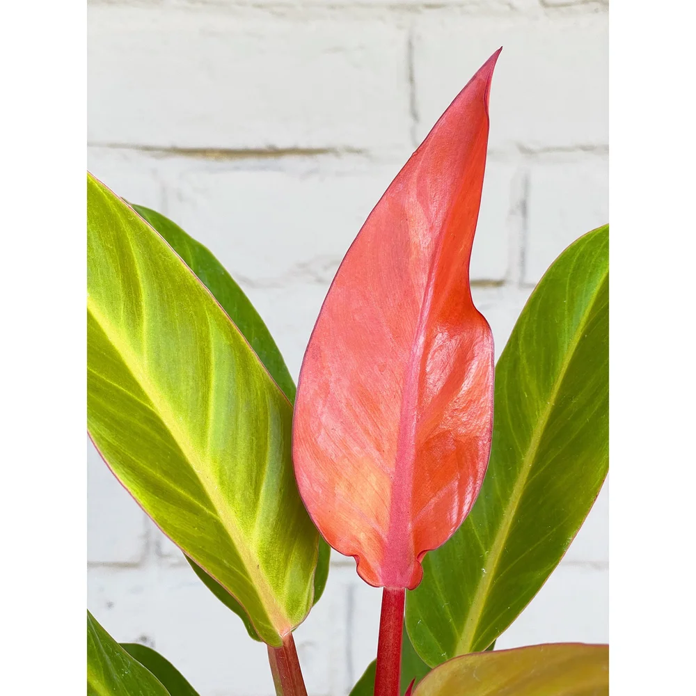 Philodendron 'Red Sun' 4"  Stayin' Alive Succulents