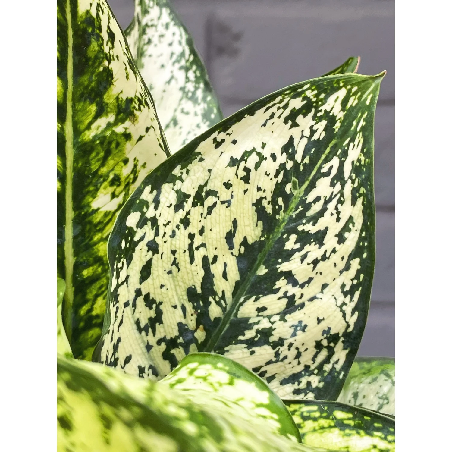 朝方迄処分価格【Weed】Aglaonema pictum 朝方迄限定価格【Weed】Aglaonema pictum