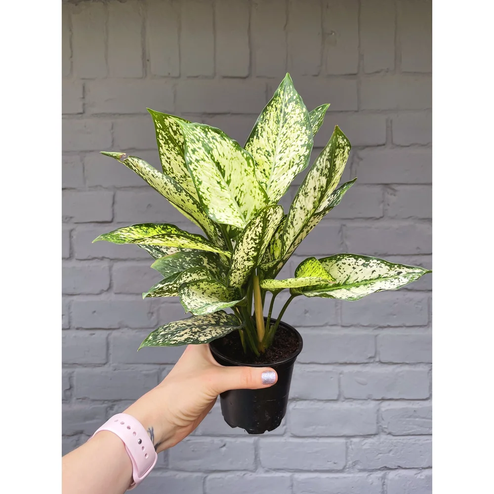 朝方迄処分価格【Weed】Aglaonema pictum 朝方迄限定価格【Weed】Aglaonema pictum - メルカリ