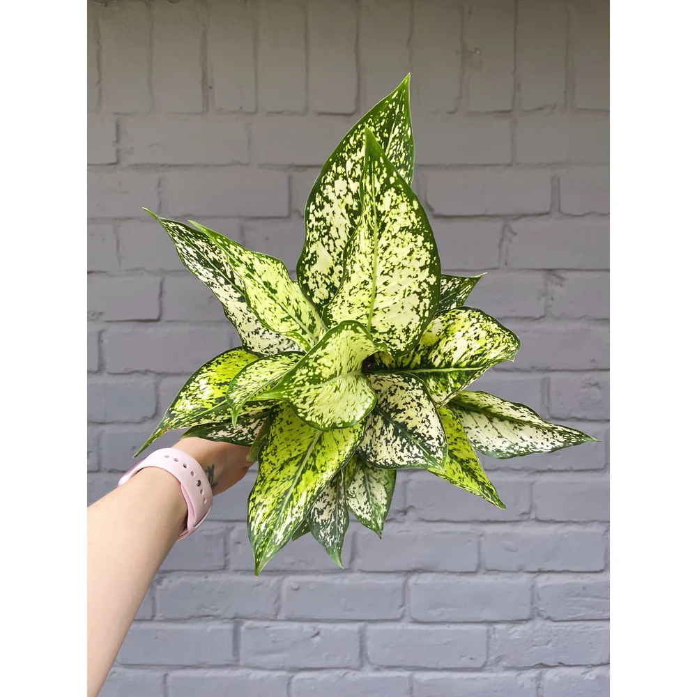 Aglaonema Hybrid 'Wintry Winehouse' 4
