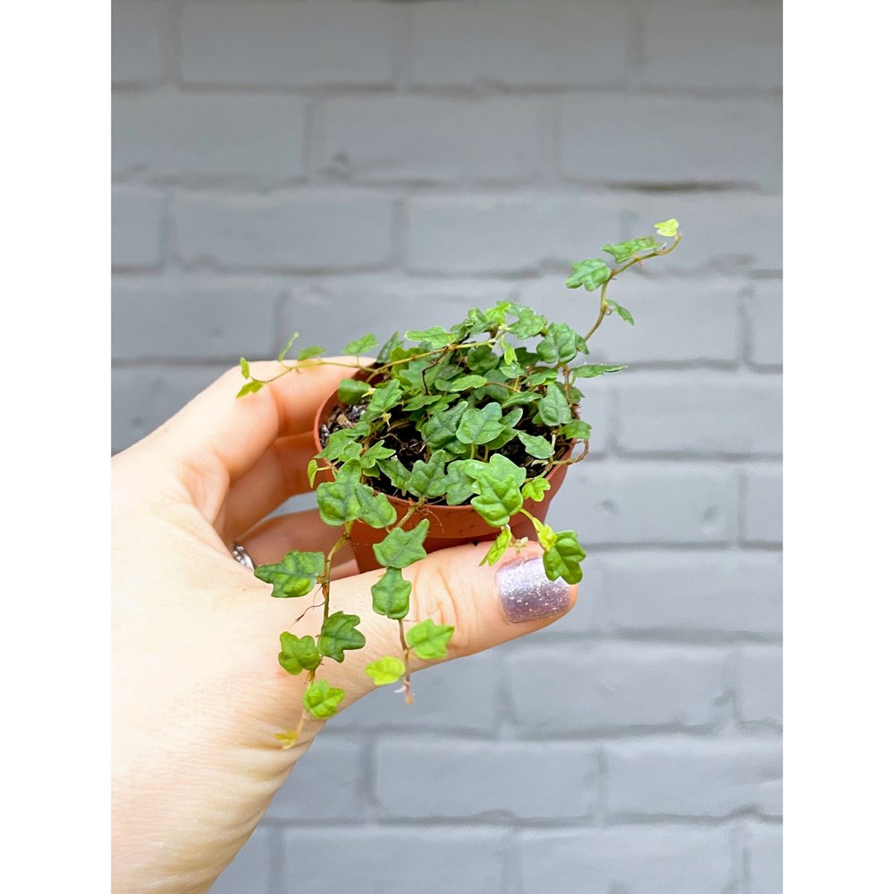 'String of Frogs' Ficus Pumila 'Quercifolia' 2"  Stayin' Alive Succulents