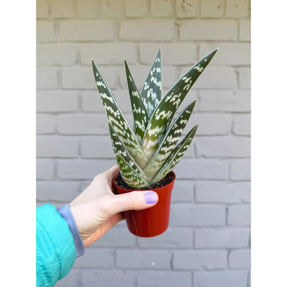 Aloe 'Pheasant Breast' Tiger Aloe 3"  Stayin' Alive Succulents