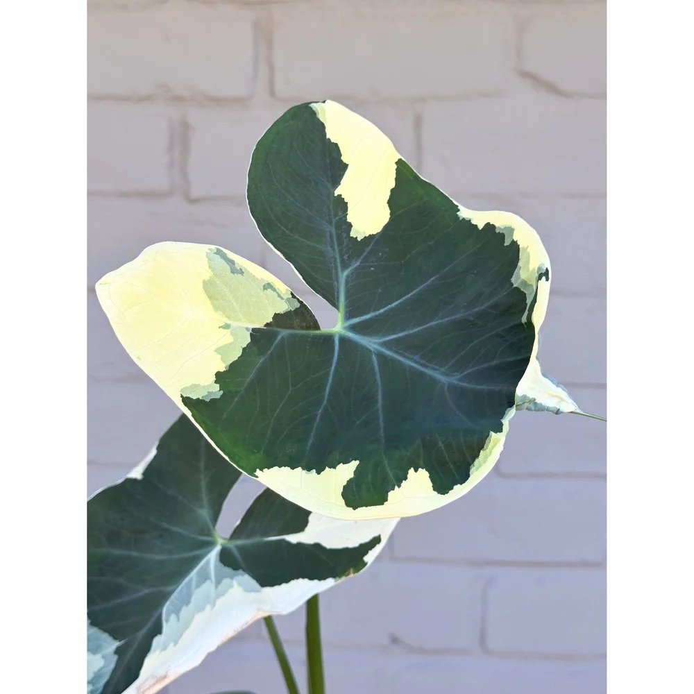 Alocasia 'Mickey Mouse' - Xanthosoma Albo Variegata 4