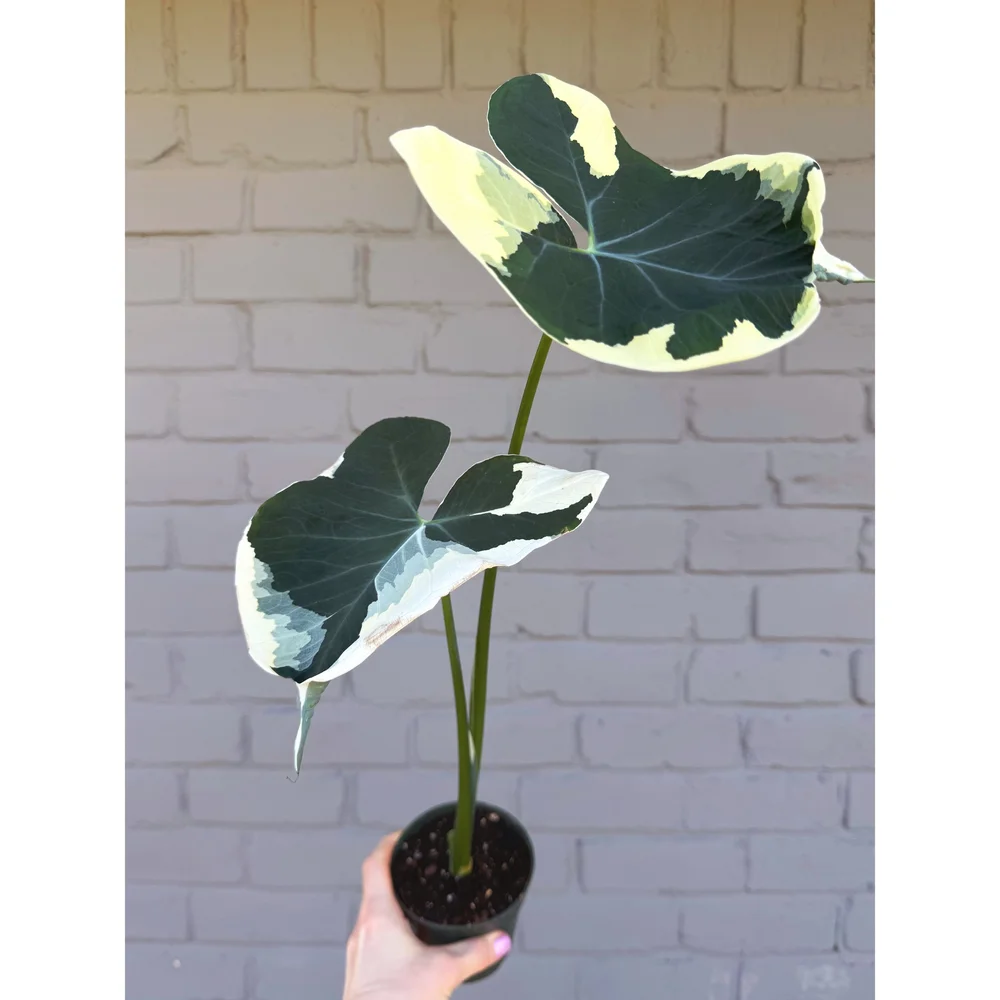 Alocasia 'Mickey Mouse' - Xanthosoma Albo Variegata 4