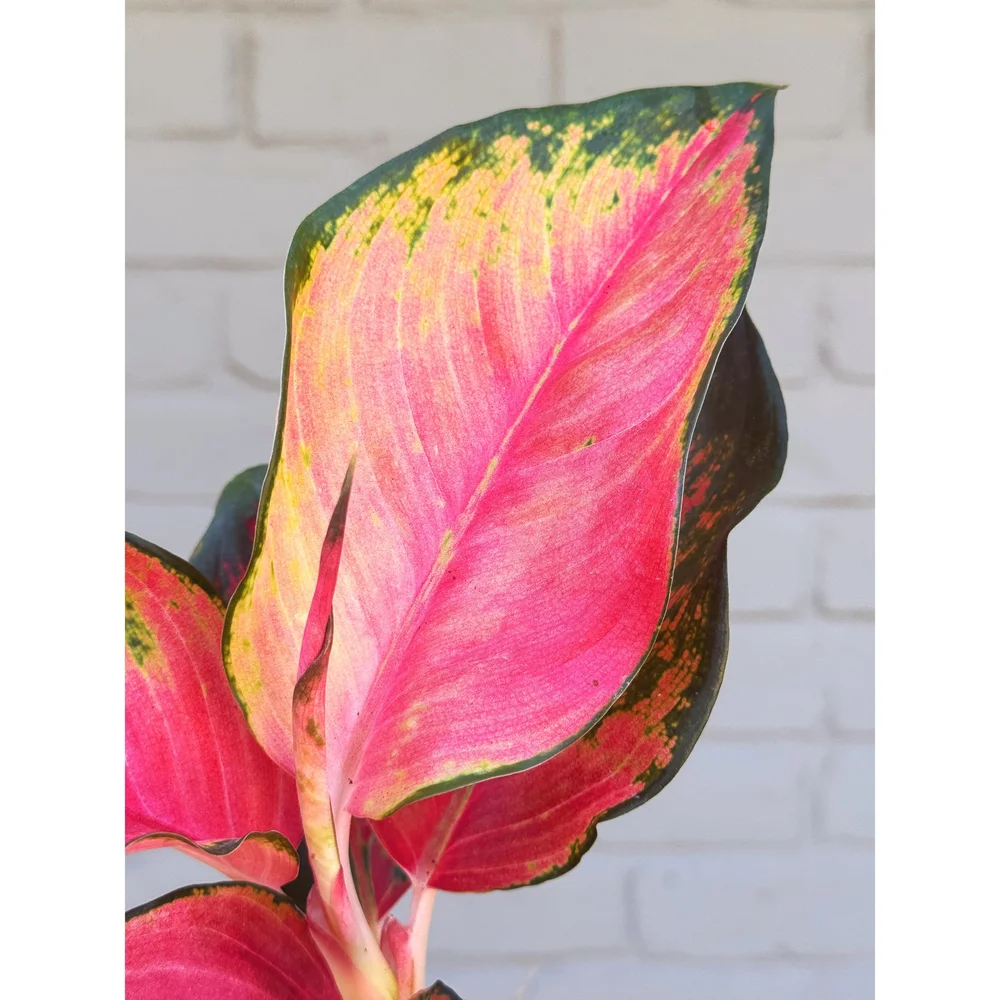 Aglaonema Hybrid 'Red Cochin' 4