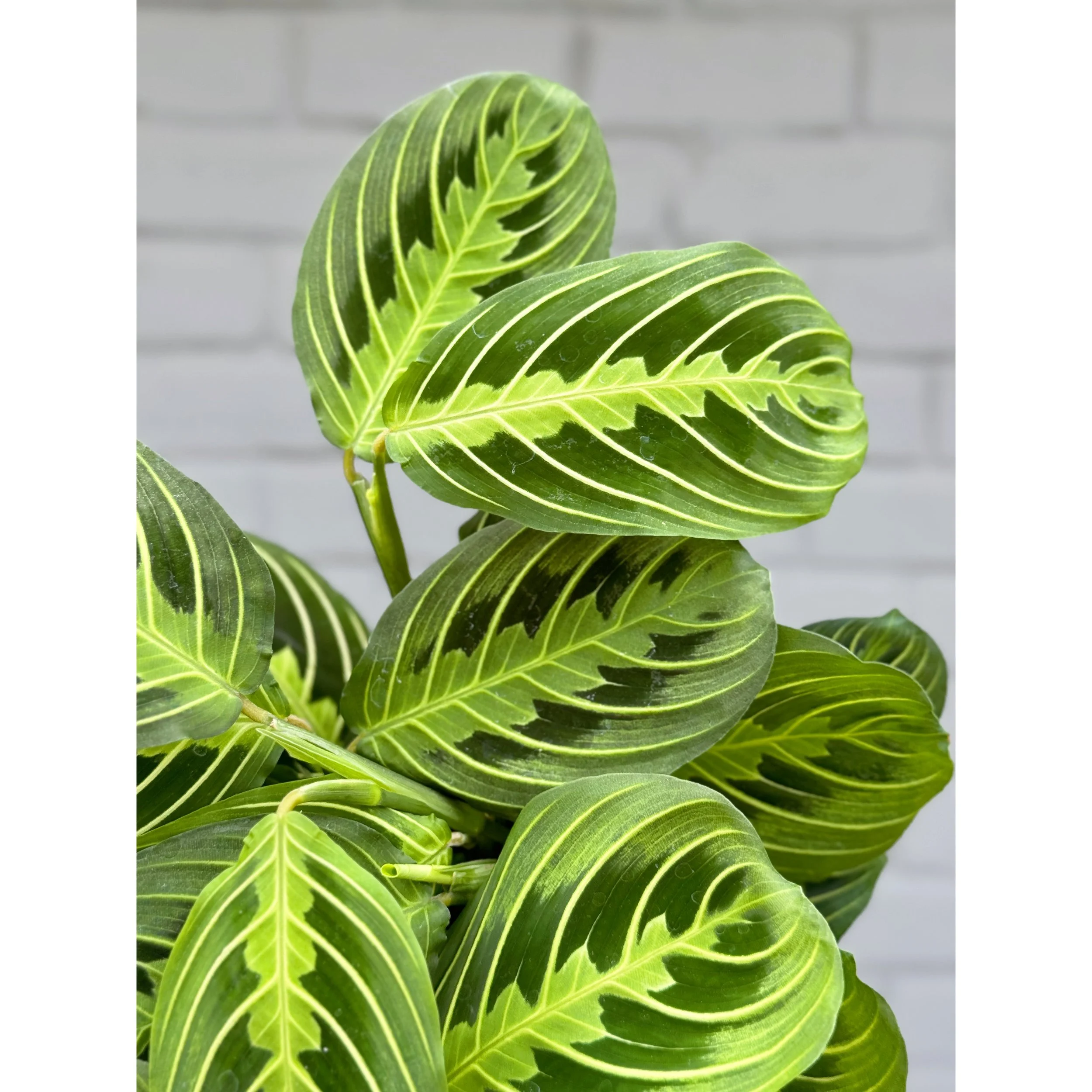 Lemon Lime Maranta - Prayer Plant