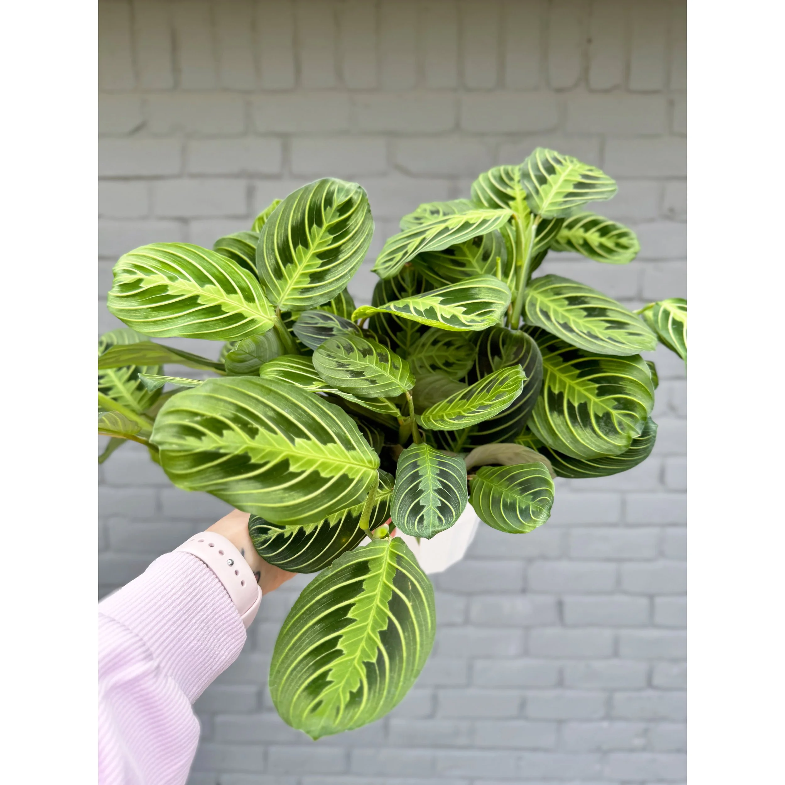 Lemon Lime Maranta - Prayer Plant