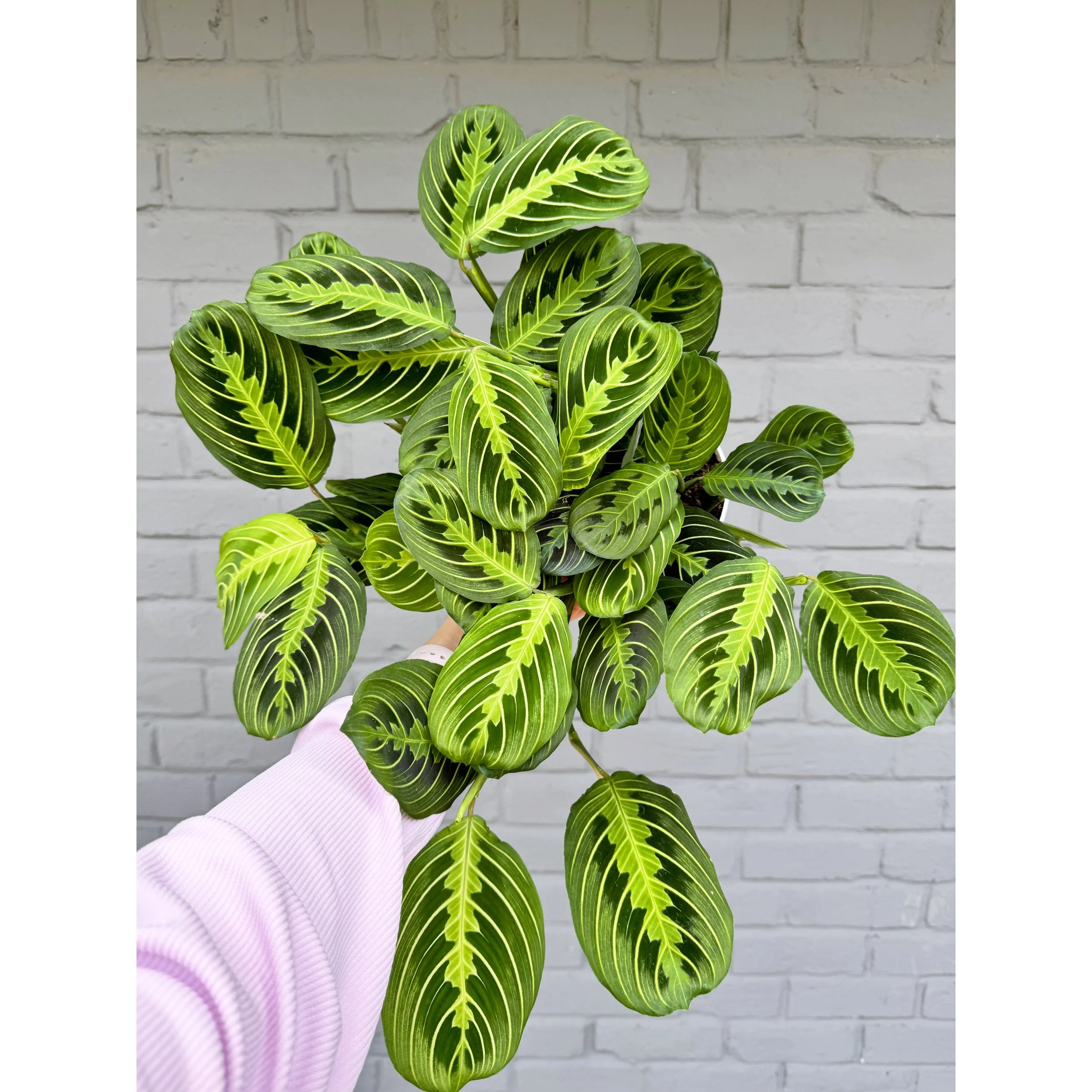 Lemon Lime Maranta - Prayer Plant