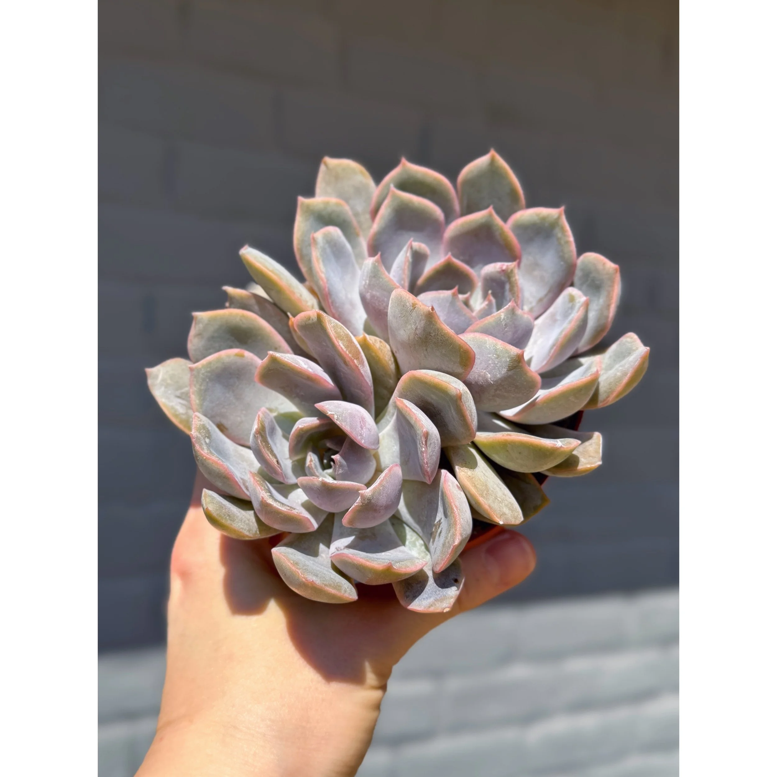 Echeveria 'Orion' 4"