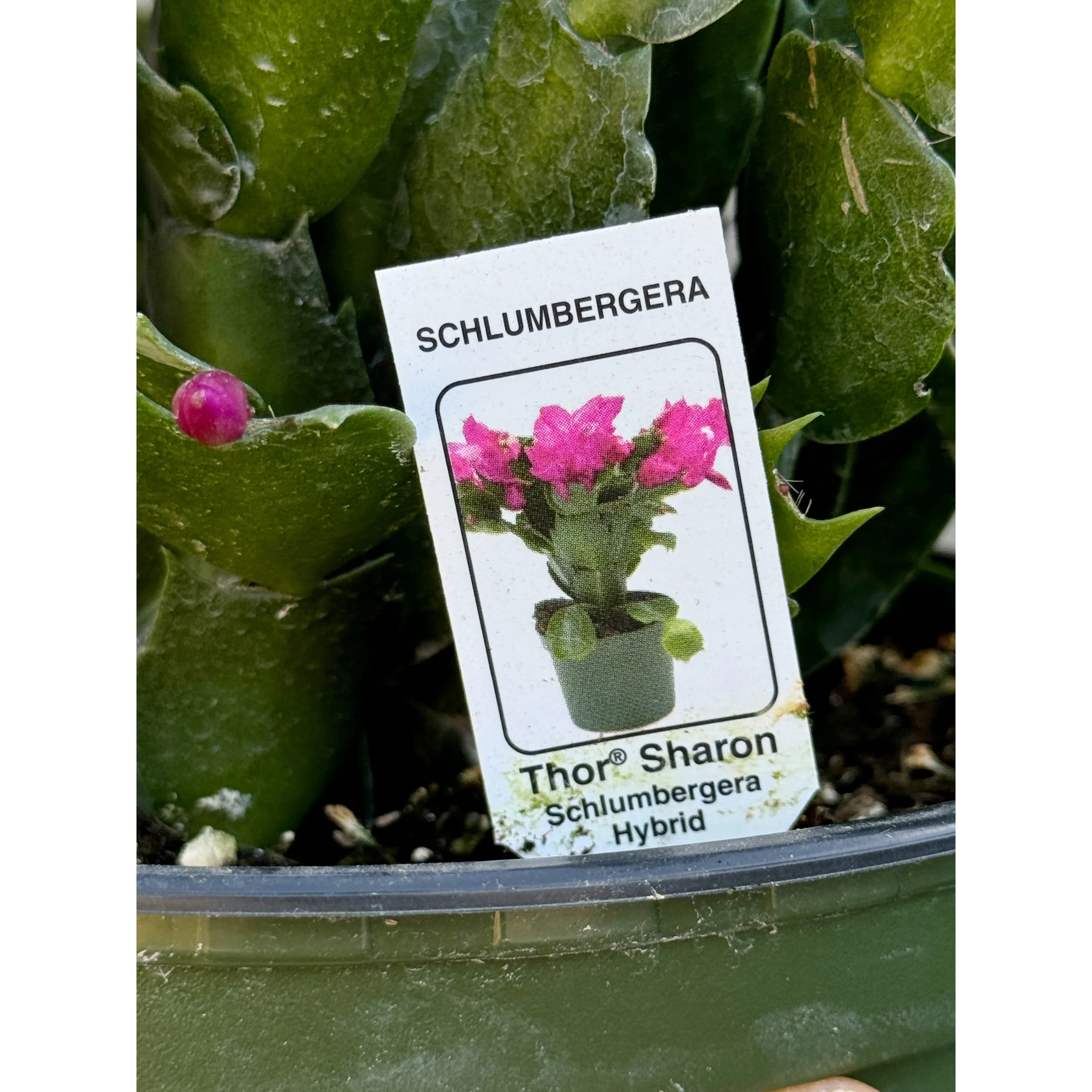 Thanksgiving Cactus - Schlumbergera Hybrid 'Thor Sharon' (Hot Pink Blooms)