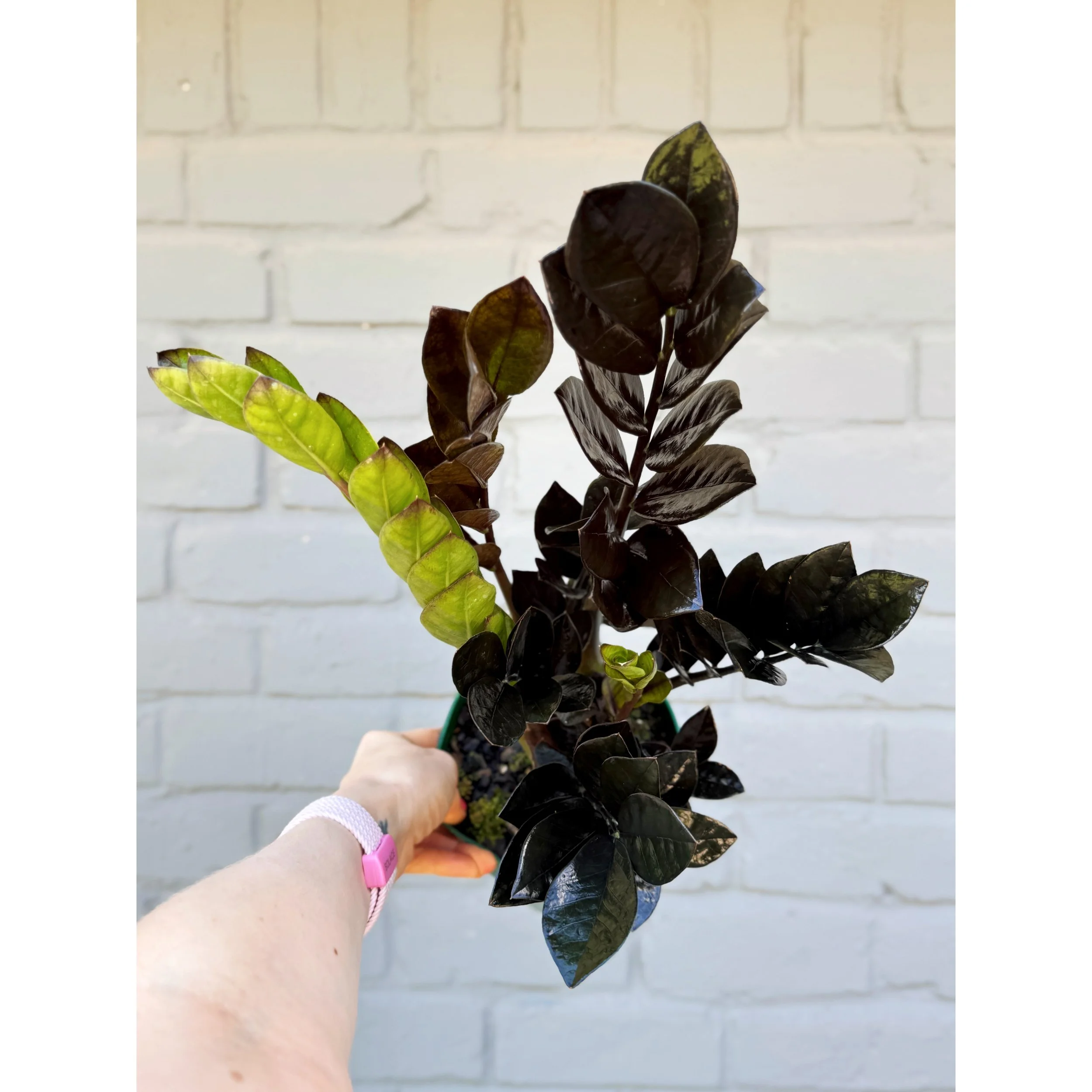 Raven ZZ Plant 'Black Queen'