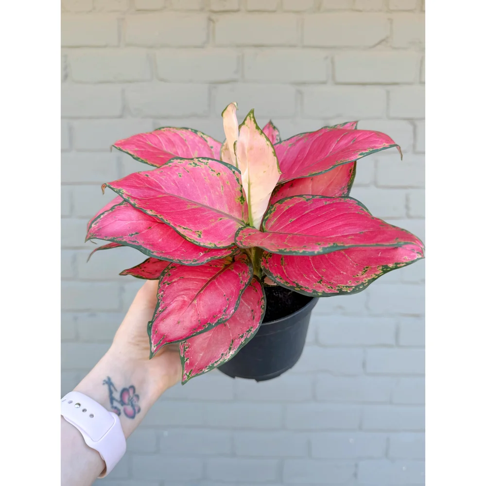 Aglaonema Hybrid 'Lucky Red' 6"  Stayin' Alive Succulents