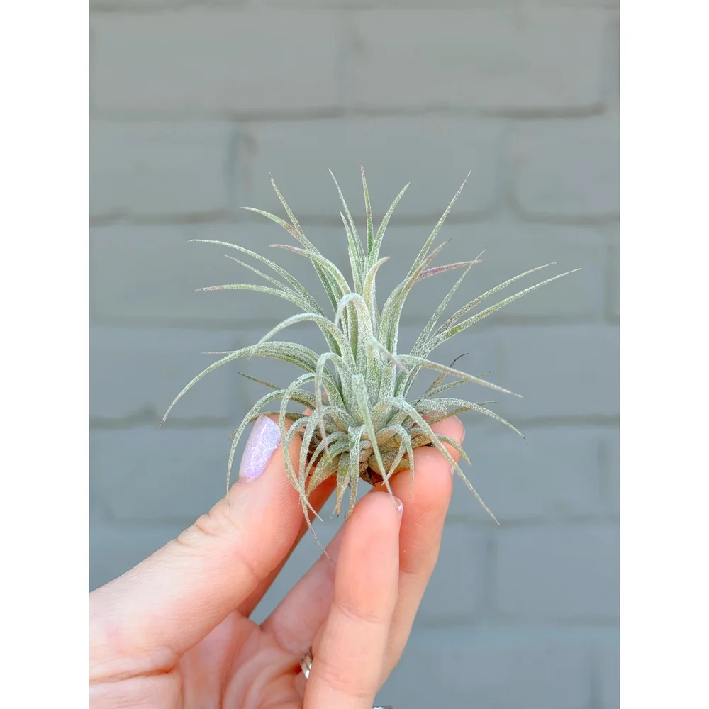 Tillandsia Ionantha - Mint Green Air Plant — Stayin' Alive Succulents