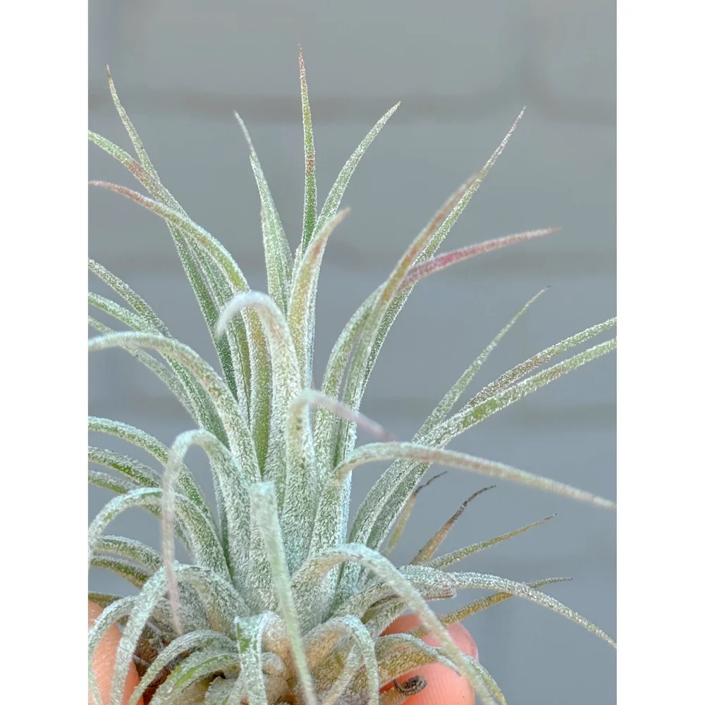 Tillandsia Ionantha - Mint Green Air Plant — Stayin' Alive Succulents