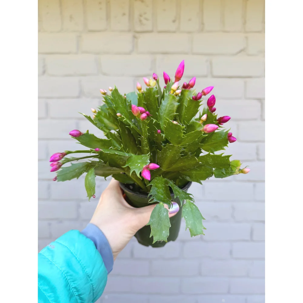 Christmas Cactus - Schlumbergera bridgesii 'Thor Nille' Lavender